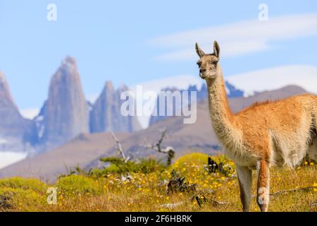 Guanaco (Lama guanicoe) steht auf einem Hügel bei den Torres del Paine Türmen, Torres del Paine Nationalpark, Ultima Esperanza, Patagonien, Südchile Stockfoto