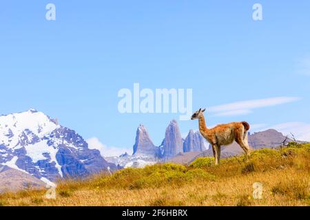 Guanaco (Lama guanicoe) steht auf einem Hügel bei den Torres del Paine Türmen, Torres del Paine Nationalpark, Ultima Esperanza, Patagonien, Südchile Stockfoto