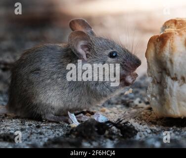 Die Hausmaus ist ein kleines Säugetier der Ordnung Rodentia, charakteristisch mit einer spitzen Schnauze, großen abgerundeten Ohren und einem langen und haarigen Schwanz. Stockfoto