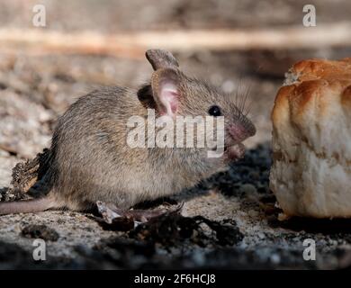 Die Hausmaus ist ein kleines Säugetier der Ordnung Rodentia, charakteristisch mit einer spitzen Schnauze, großen abgerundeten Ohren und einem langen und haarigen Schwanz. Stockfoto