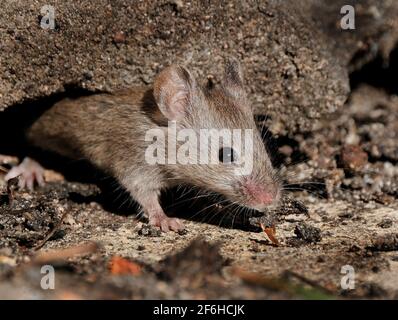 Die Hausmaus ist ein kleines Säugetier der Ordnung Rodentia, charakteristisch mit einer spitzen Schnauze, großen abgerundeten Ohren und einem langen und haarigen Schwanz. Stockfoto