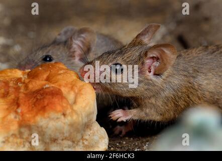 Die Hausmaus ist ein kleines Säugetier der Ordnung Rodentia, charakteristisch mit einer spitzen Schnauze, großen abgerundeten Ohren und einem langen und haarigen Schwanz. Stockfoto