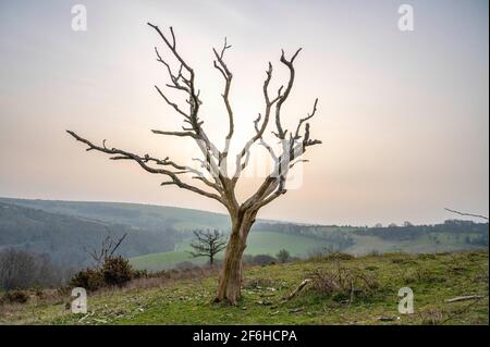 Brighton Großbritannien 30. März 2021 - ein alter toter Baum am Devils Dike entlang des South Downs Way in der Nähe von Brighton, als die Sonne versucht, den frühen Morgennebel abzubrennen. Das Wetter wird über das Osterwochenende viel kälter und Schnee wird sogar für Montag vorhergesagt : Credit Simon Dack / Alamy Live News Stockfoto