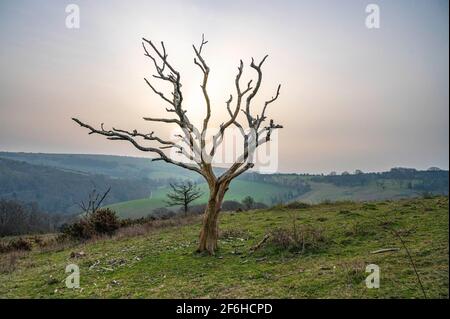 Brighton Großbritannien 30. März 2021 - ein alter toter Baum am Devils Dike entlang des South Downs Way in der Nähe von Brighton, als die Sonne versucht, den frühen Morgennebel abzubrennen. Das Wetter wird über das Osterwochenende viel kälter und Schnee wird sogar für Montag vorhergesagt : Credit Simon Dack / Alamy Live News Stockfoto