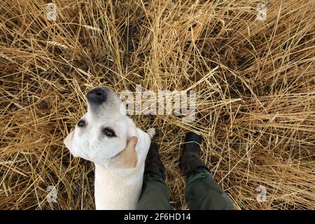 Bild der Draufsicht des unteren Teils der Beine in Hosen und Hund mit erhobenem Kopf auf dem Feld der gelben Ohren und Gras. Gehen Sie mit Haustier. Loyalität des Freundes. Trai Stockfoto