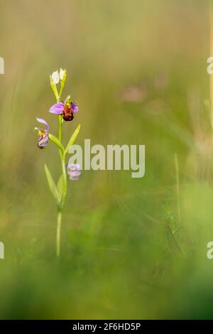 Bienenorchidee; Ophrys apifera; Blume; Großbritannien Stockfoto