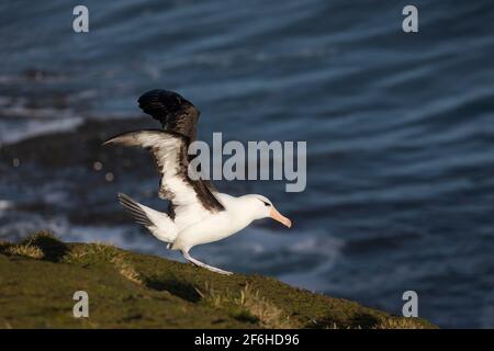 Schwarzbrauner Albatross; Thalassarche melanophris; Abheben; Falklandinseln Stockfoto