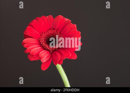 Rote Gerbera Blume - rote Gänseblümchen Makroblüten auf schwarzem Hintergrund. Frühling floral Konzept Stockfoto
