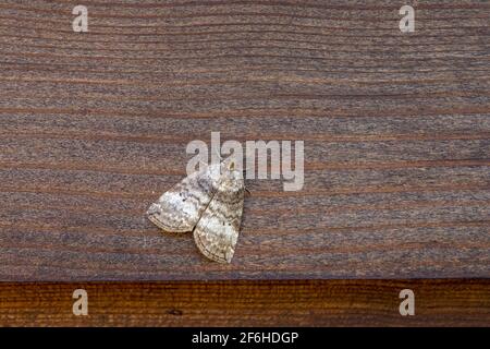 Gewöhnlicher Lutestring Moth; Ochropacha duplaris; Großbritannien Stockfoto