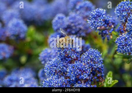 Honey Bee; APIs mellifera; bei Ceanothus; Großbritannien Stockfoto