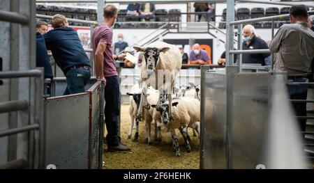 Schafe, die den Verkauf verlassen, werden bei einem Zuchtverkauf in einem Livestock Auction Mart, Cumbria, Großbritannien, verkauft. Stockfoto