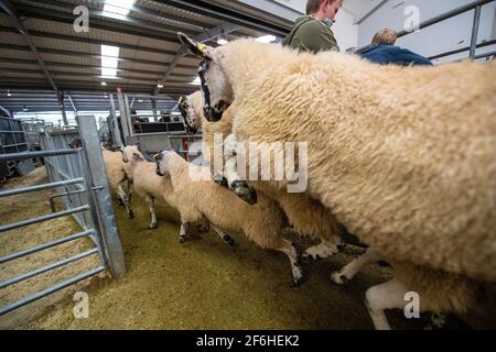 Schafe, die den Verkauf verlassen, werden bei einem Zuchtverkauf in einem Livestock Auction Mart, Cumbria, Großbritannien, verkauft. Stockfoto