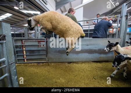 Schafe, die den Verkauf verlassen, werden bei einem Zuchtverkauf in einem Livestock Auction Mart, Cumbria, Großbritannien, verkauft. Stockfoto