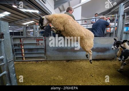 Schafe, die den Verkauf verlassen, werden bei einem Zuchtverkauf in einem Livestock Auction Mart, Cumbria, Großbritannien, verkauft. Stockfoto