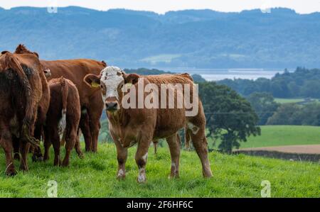 Herde von Mutterrindrindern, auf der Hochlandweide im englischen Lake District, mit Luing-Kühen, die mit einem Simmental-Bullen laufen. Cumbria, Großbritannien. Stockfoto