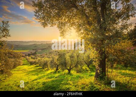 Maremma auf dem Land Panoramaaussicht, Olivenbäume, sanften Hügeln und grünen Felder. Meer am Horizont. Casale Marittimo, Pisa, Toskana Italien Europa. Stockfoto