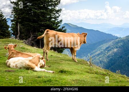 Freilandherden Rinder Kühe auf hohen Berg grünen Weide. Bio-Zucht in der Sommersaison in Velika Planina, Slowenien Stockfoto