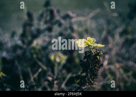 Sprießen aus ein paar kleinen Blättern von Vitis vinifera auf Ein dunkler Hintergrund Stockfoto