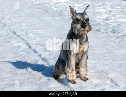 Glücklich in der Natur. Hund Zwergschnauzer sitzt im Winter im Schnee Stockfoto