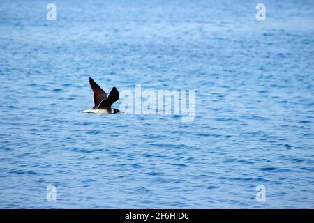 obhur jeddah Beach Stockfoto