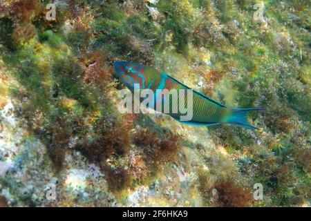 Männliche, kunstvoll verzierte Rasse (Thalassoma pavo) Stockfoto