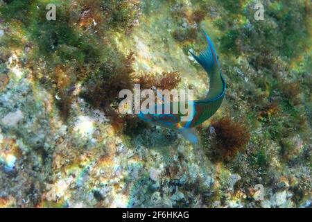 Männliche, kunstvoll verzierte Rasse (Thalassoma pavo) Stockfoto