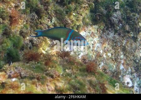 Männliche, kunstvoll verzierte Rasse (Thalassoma pavo) Stockfoto