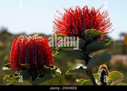 Leuchtend rote Blüten der scharlachroten Banksia, Banksia coccinea, natürlicher Lebensraum im Südwesten Westaustraliens, Seitenansicht Stockfoto