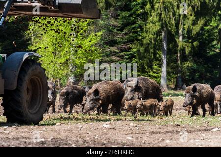 Der Erlebnis Wald Trappenkamp bietet auf mehr als 100 Hektar Wildgehege und Erlebnispfad ein maliges Naturerlebnis, hier eine rote Wildschweine Stockfoto