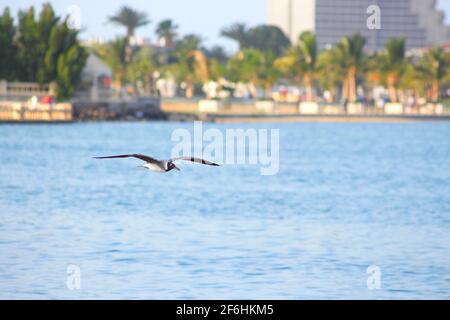 obhur jeddah Beach Stockfoto