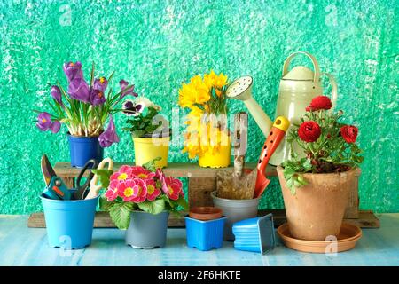 Gartenarbeit im Frühling, junge Blumen und Gartengeräte, Gartenarbeit Mock up, gute Kopiefläche Stockfoto