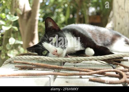 Portrait einer schwarz-weißen Katze, die sich in der Sonne entspannt Stockfoto