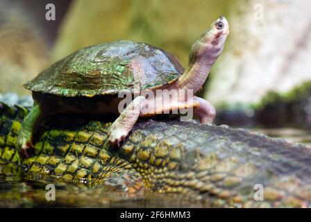 Schildkröte schwimmt auf dem Rücken des Krokodils Stockfoto