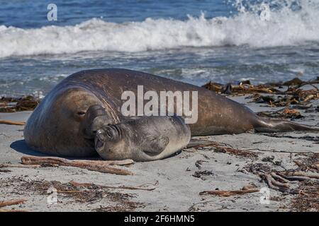 Männliche Südlicher See-Elefant (Mirounga leonina leonina) versucht sich zu paaren mit einem kürzlich entwöhnt Pup auf Sea Lion Island in den Falkland Inseln. Stockfoto