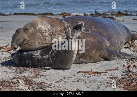 Männliche Südlicher See-Elefant (Mirounga leonina leonina) versucht sich zu paaren mit einem kürzlich entwöhnt Pup auf Sea Lion Island in den Falkland Inseln. Stockfoto