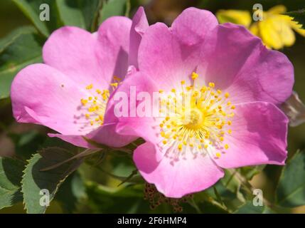 Schöne rosa und gelbe Blume von Hund-Rose Stockfoto