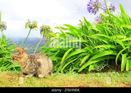 Blick zum Horizont mit einer entspannenden Katze im Vordergrund Auf den Azoren in Portugal Stockfoto