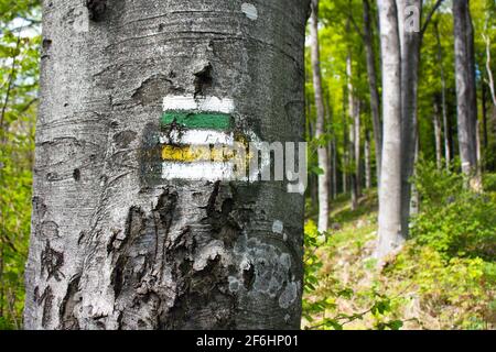 Grüne, gelbe und weiße Wanderwegschilder Symbole im Frühling auf Baum Stockfoto