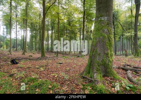 Laubwald mit grünen Eichen (Eichenwald) und Blättern am Boden bei Tageslicht mit sanftem Licht in einem deutschen Wald taunus Stockfoto