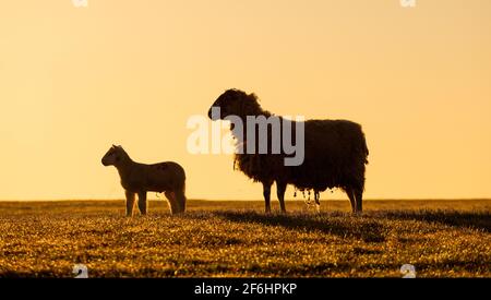 Mutter Ewe Schafe mit einem jungen Lamm auf einem Feld im frühen Morgenlicht silhouettiert. Hertfordshire. VEREINIGTES KÖNIGREICH Stockfoto