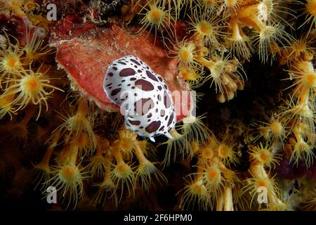 Gepunktete Schnecke (Peltodoris atromaculata) Stockfoto