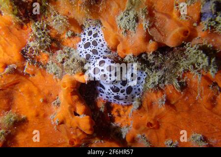 Gepunktete Schnecke (Peltodoris atromaculata) Stockfoto