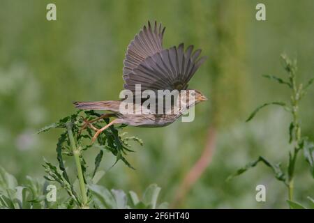 Grauammer (Emberiza Calandra) Stockfoto