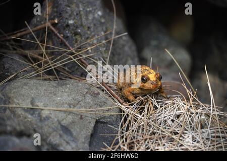 Reunion, 2020/09/28: Gelbe und braune Kröte (Bufo gutturalis) auf einem Pfad in der Nähe der natürlichen Caldera „Cirque de Cilaos“. Diese große Amphibien spec Stockfoto