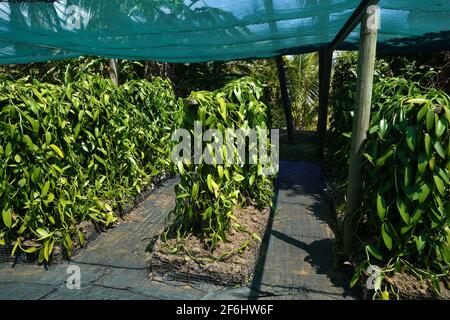 Reunion, Sainte-Suzanne, 2020/29/29: Vanillepflanzen (Vanilla planifolia), geschützt durch Netze in der Vanilleplantage des Grand Hazier-Anwesens, Norden Stockfoto