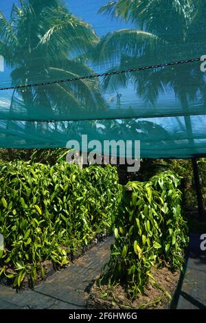 Reunion, Sainte-Suzanne, 2020/29/29: Vanillepflanzen (Vanilla planifolia), geschützt durch Netze unter Palmen, in der Vanilleplantage des Grand Ha Stockfoto