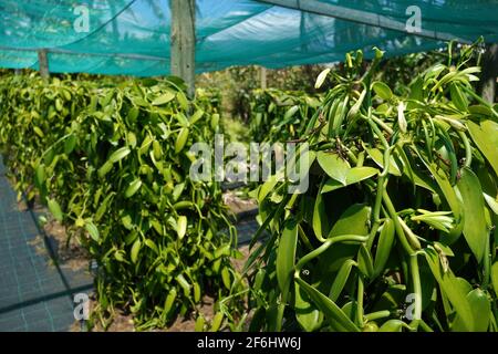 Reunion, Sainte-Suzanne, 2020/29/29: Vanillepflanzen (Vanilla planifolia), geschützt durch Netze unter Palmen, in der Vanilleplantage des Grand Ha Stockfoto