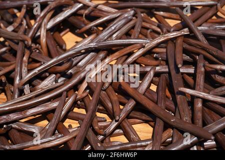 Reunion, Sainte-Suzanne, 2020/29/29: Vanillepflanzen (Vanilla planifolia) trocknen draußen auf Holzgittern, in der Sonne, in der Vanilleplantage der Stockfoto