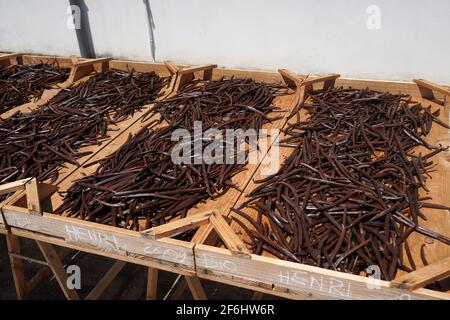 Reunion, Sainte-Suzanne, 2020/29/29: Vanillepflanzen (Vanilla planifolia) trocknen draußen auf Holzgittern, in der Sonne, in der Vanilleplantage der Stockfoto