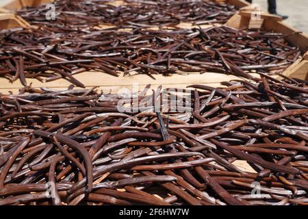 Reunion, Sainte-Suzanne, 2020/29/29: Vanillepflanzen (Vanilla planifolia) trocknen draußen auf Holzgittern, in der Sonne, in der Vanilleplantage der Stockfoto